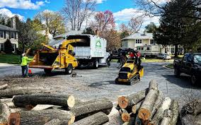 Professional Tree Removal and Landscaping Services in Three Points, AZ